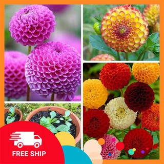 hạt giống hoa thược dược tổ ong 40 hạt