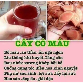 Cỏ máu TĂNG CÂN