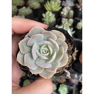 Sen đá đất trắng (bầu)