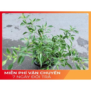 Bụi ớt hiểm trái lớn