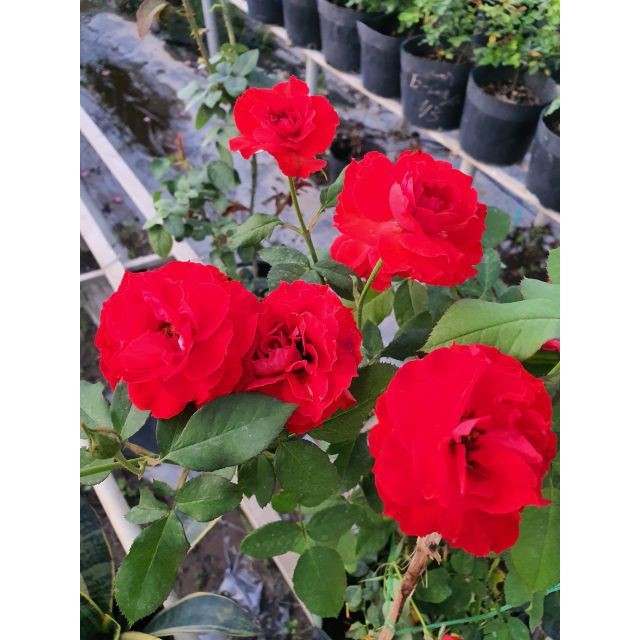 Lửa Sa Đéc, hồng Tố Nữ size bầu nhỏ - Trang Flowers