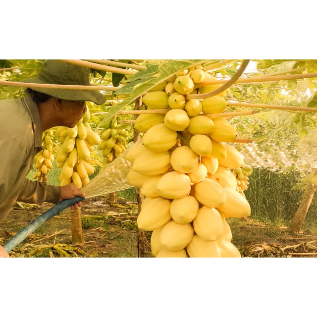 Hạt giống đu đủ da vàng - 10 hạt/gói