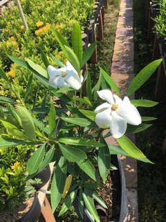 Cây hoa lài thái rất thơm