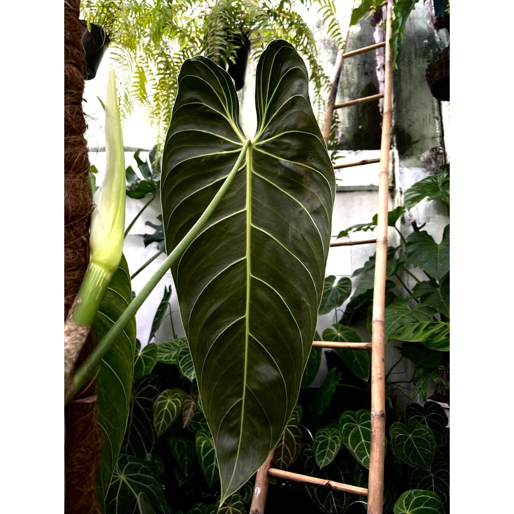 Cây Philodendron Melano cây con - thuần khí hậu vn.