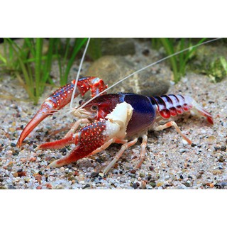 Combo 5 thức ăn tôm tép cảnh Crawfish