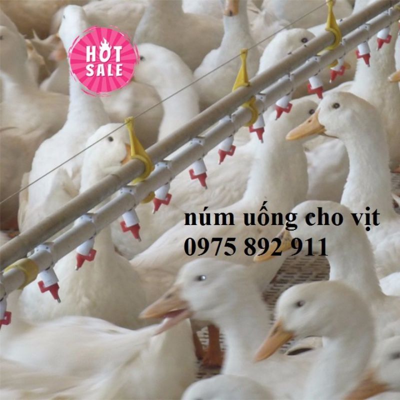 Máng uống tự động cho ngan vịt - dạng núm vuông và tròn
