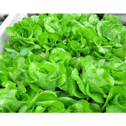5 gam Hạt giống xà lách đăm cao sản - xà lách chịu nhiệt tặng kèm kích mầm