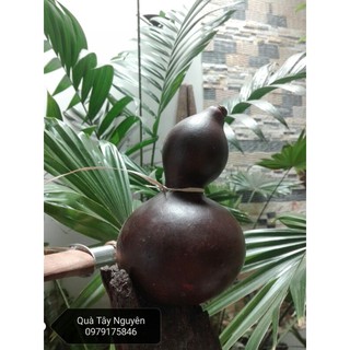 Bầu hồ lô khô ( bầu khô)