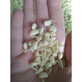 Mầm đậu nành nhà làm