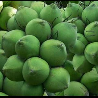 Dừa dứa 55k / cây......