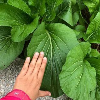 Cải ngọt thái lan .giongcaynhap