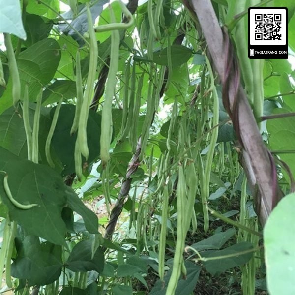 CHỈ 1K - 10 hạt giống đậu cove leo cao sản hạt nâu (đậu trạch) - Làm vườn cùng Tạ Gia Trang