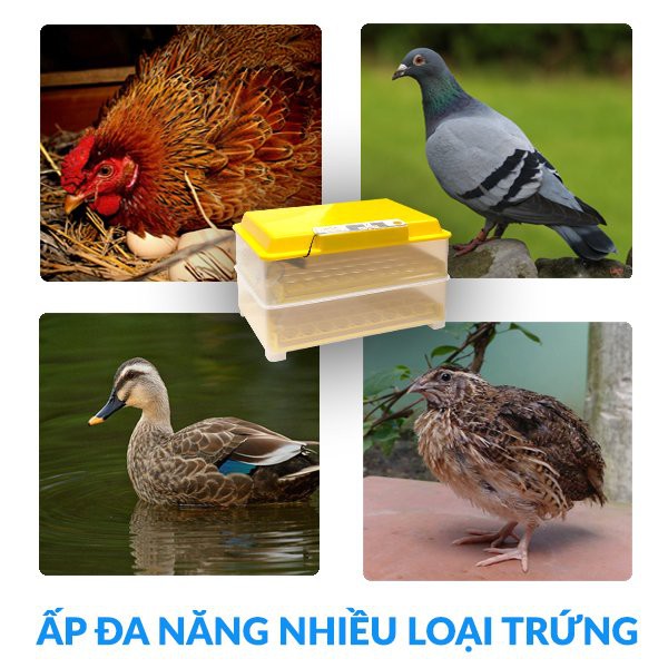 Máy ấp trứng Ánh Dương a100 ấp 108 trứng lắp ráp sẵn tự động hoàn toàn.