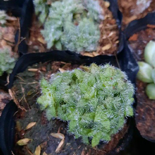Cây sen đá phật bà lông giống mới LAFA GARDEN, lá có lớp lông phủ màu trắng
