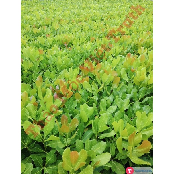 CÂY ĐIỀU GIỐNG  ĐIỀU GHÉP CAO SẢN
