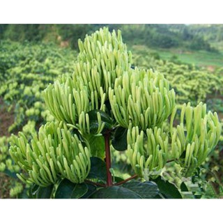 Trà hoa kim ngân Nhật Bản