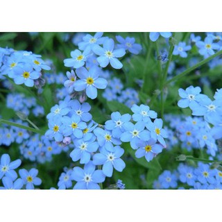 50 Hạt giống hoa lưu ly xanh ( For get me not ) [CHẤT LƯỢNG]