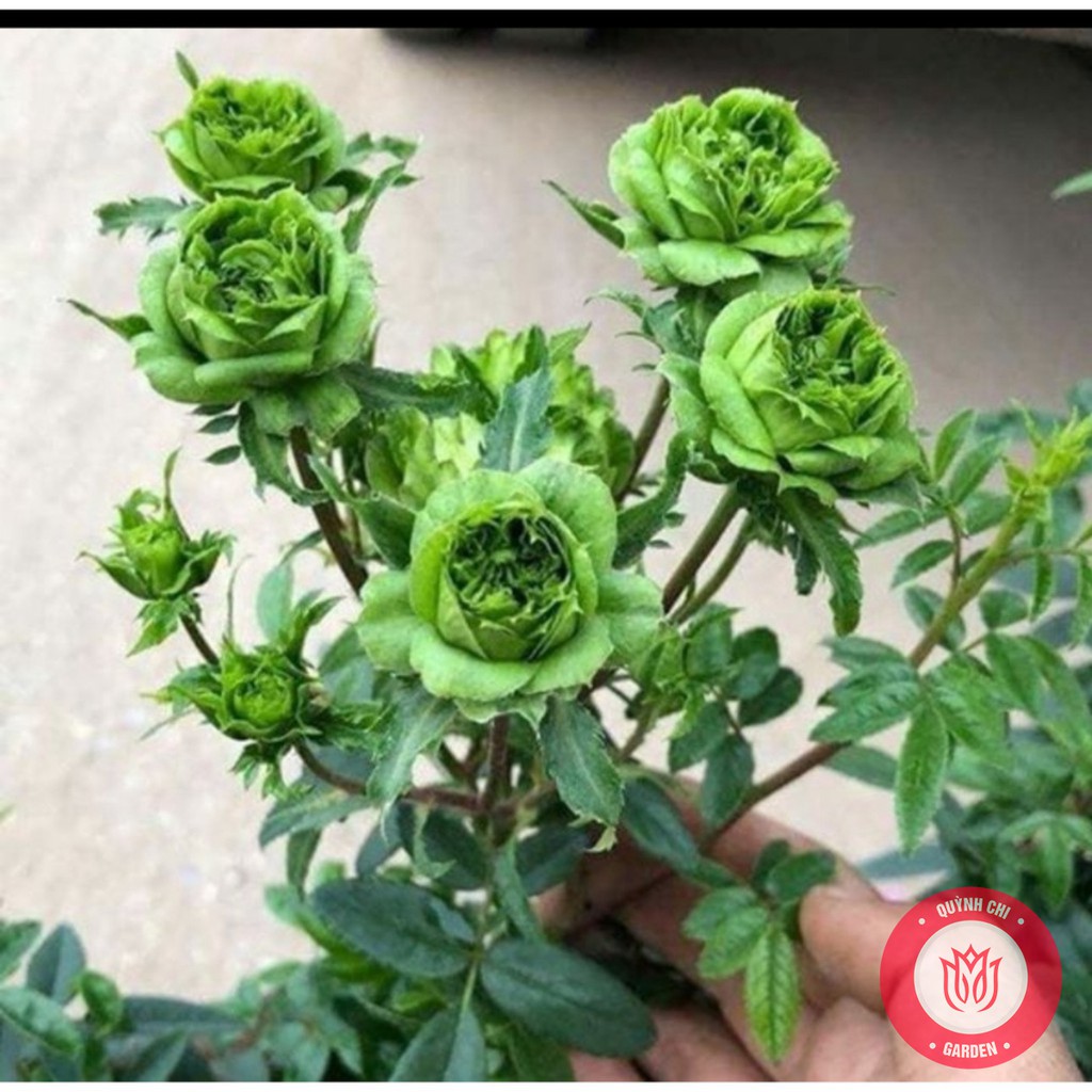 Cành Chiết Hồng Xanh Cành Chiết Hoa Hồng
