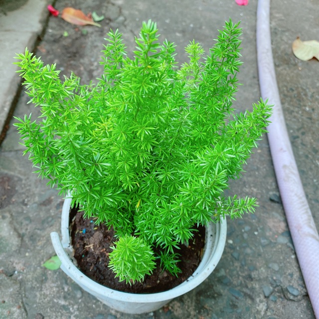 Cây Đuôi Chồn