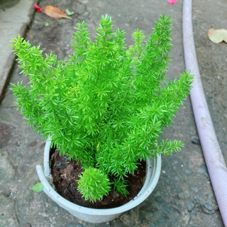 Cây Đuôi Chồn