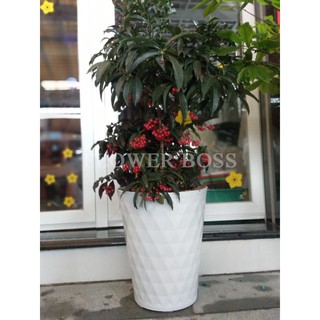 Chậu nhựa cao cấp Kim Cương cỡ lớn và vừa lớn, hàng to, dày, đẹp, bóng men giả sứ - Chậu trồng kiểng, cây cảnh, hoa quả