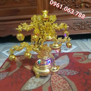 Cây Thỏi Vàng (Quay bé) - Cành Vàng Lá Ngọc