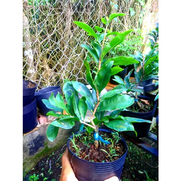 Mai Tết 2022 Bonsai Mini