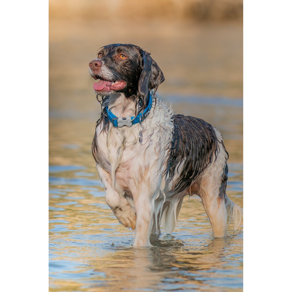 Red Dingo Vòng cổ cổ điển cho cún