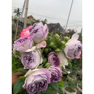 - Hoa Hồng Blue Moonstone