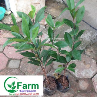 combo cóc lùn-ổi nữ hoàng-ổi tím-chery