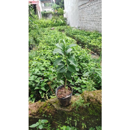 CÂY GIỐNG HOA LAN TỎI cao 40cm -50cm