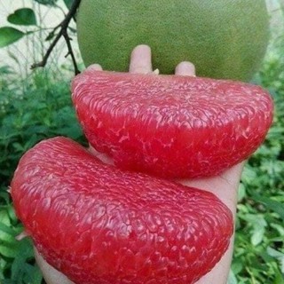 Cây Bưởi Ruby Ruột Đỏ Thái Lan