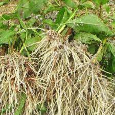 Hộp Kích Dễ N3M Cực Mạnh 100gr - Ra Rễ Cực Nhanh Cho Cây