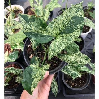 cây Trầu bà Syngonium mojito 🌿🌿🌿