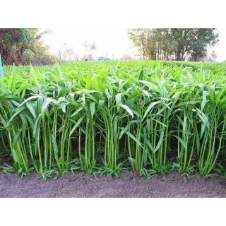 Hạt giống rau muống 30gr