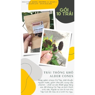 1 trái thông khô alder cones dùng cho cá tôm tép thủy sinh