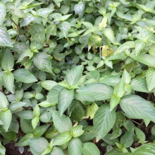 Combo 12 Cây lá cẩm thái