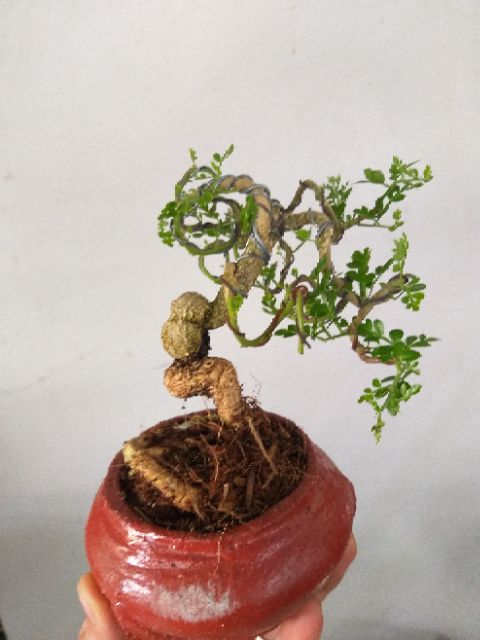 Cây Cần Thăng bonsai để bàn