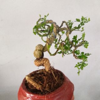 Cây Cần Thăng bonsai để bàn