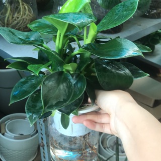 Trầu bà đế vương xanh sống trong nước