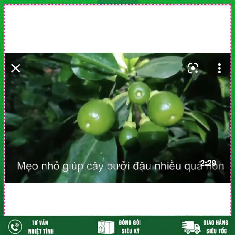 Siêu BO-kích thích ra hoa  đậu quả ,chống rụng trái non VTNN NHẤT VIỆT