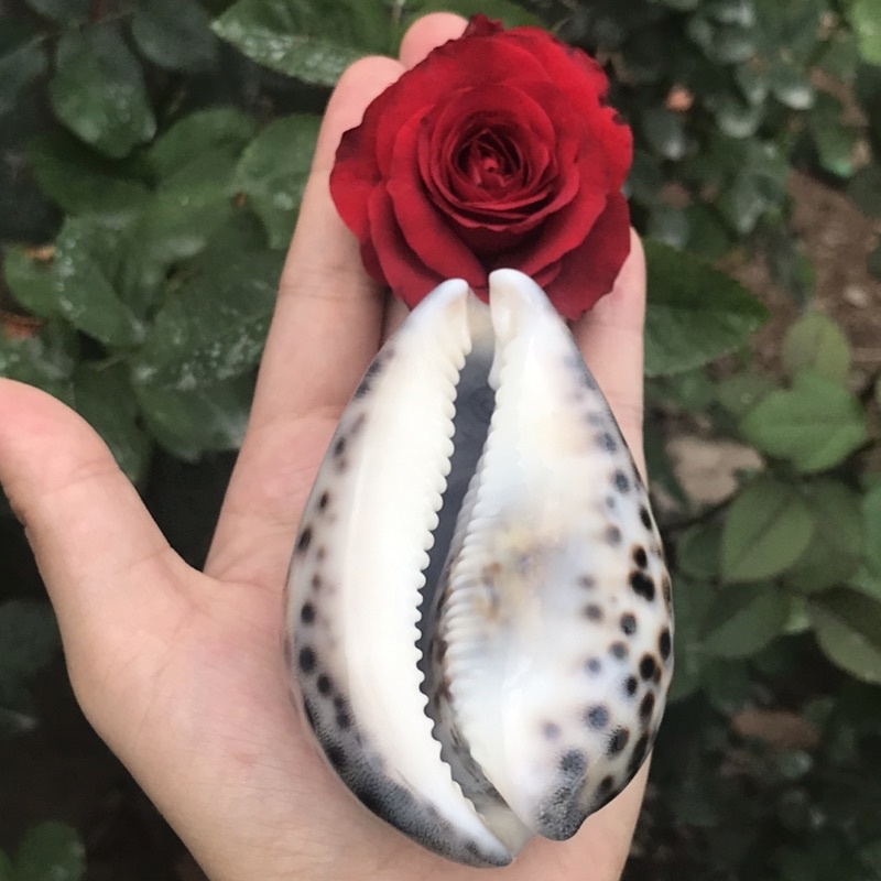 Ốc Sứ Vân Hổ Derco Trang Trí Phòng Khách, Derco Nền Chụp Ảnh, Đồ Chơi An Toàn Cho Bé Khám Phá