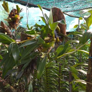 Hoa Lan Sơn Thủy Tiên ghép gỗ vú sữa