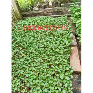 hạt giống cây đuôi chuột hoa tím(gói 600 hạt)