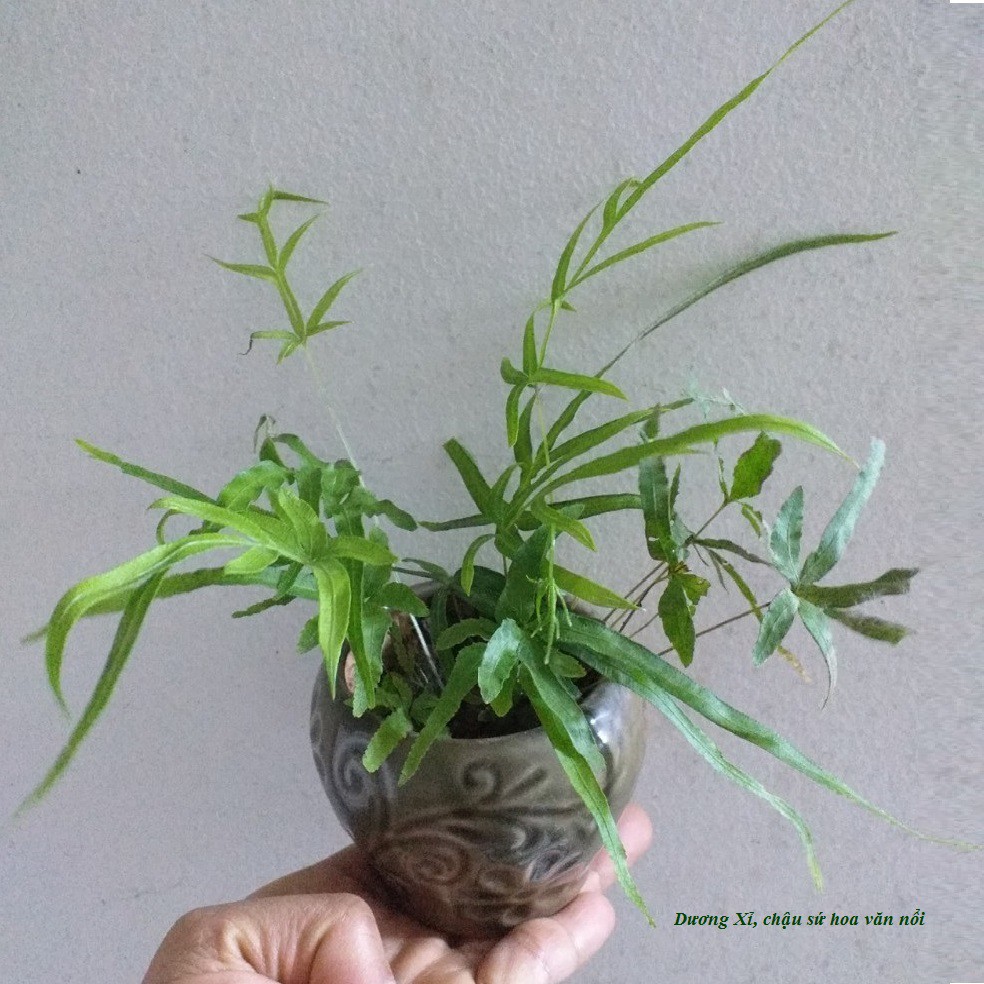 Cây cảnh mini, xương rồng mix, bonsai mini để bàn làm việc