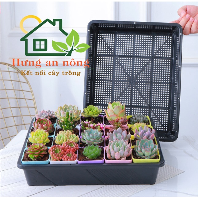 CVPPM7L3 - 50 chậu vuông trồng sen đá bonsai xương rồng có 7 màu chọn 7x7x7,5cm