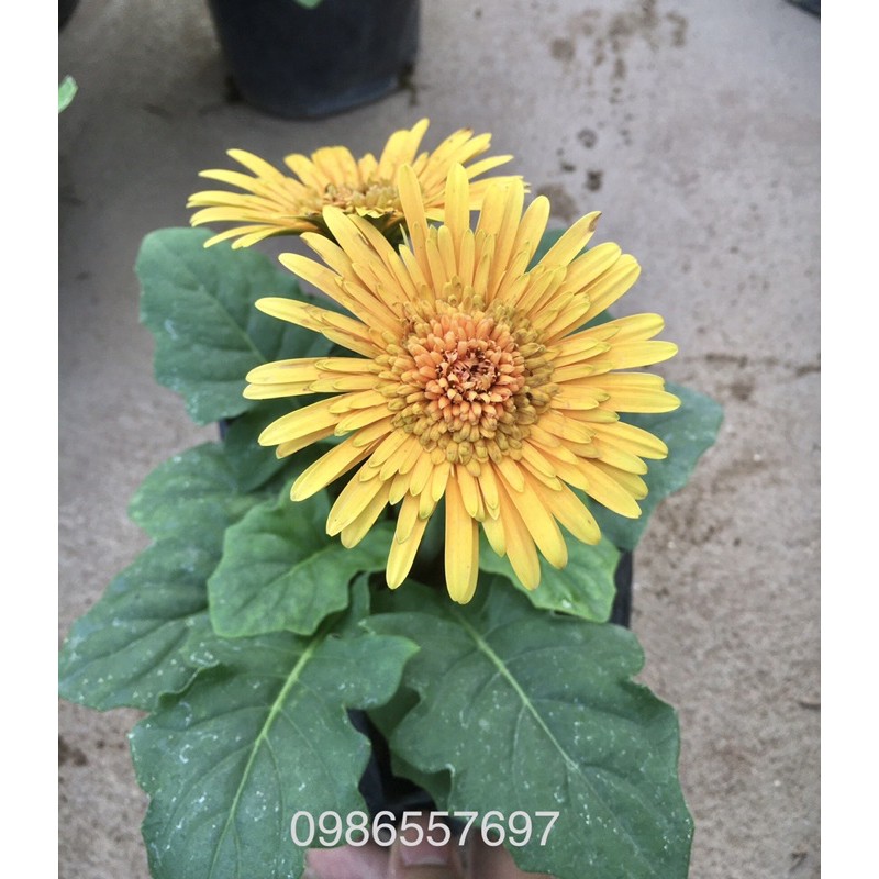 Bầu hoa đồng tiền lùn siêu nụ Hoa ☘️