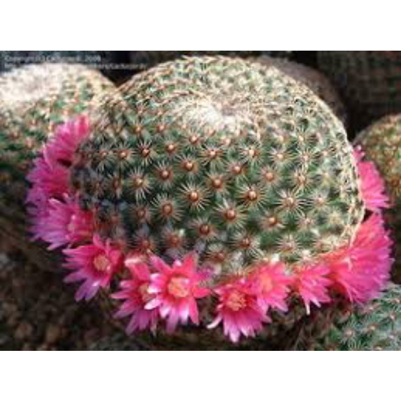 (Rẻ nhất) Sale 50%- Xương Rồng Bánh Sinh Nhật rất sai hoa .