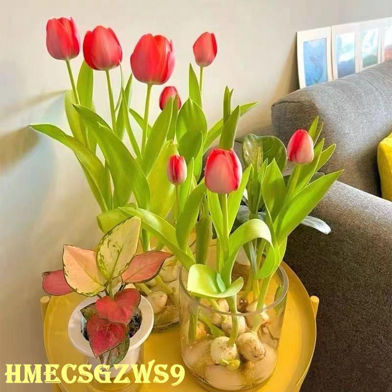 Hạt giống hoa tulip thủy canh hương thơm nồng nàn bốn mùa không thể tàn trong nhà hoa phòng khách 20h