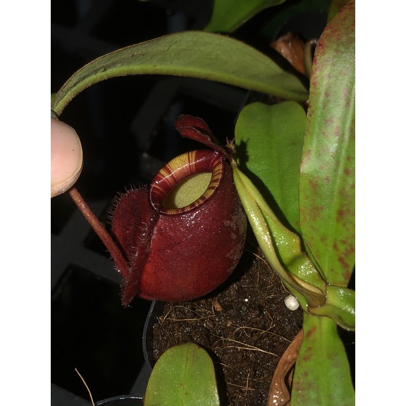 🌺🌺Cây nắp ấm đỏ môi sọc☘️☘️ID: viking x ampu red trip lip